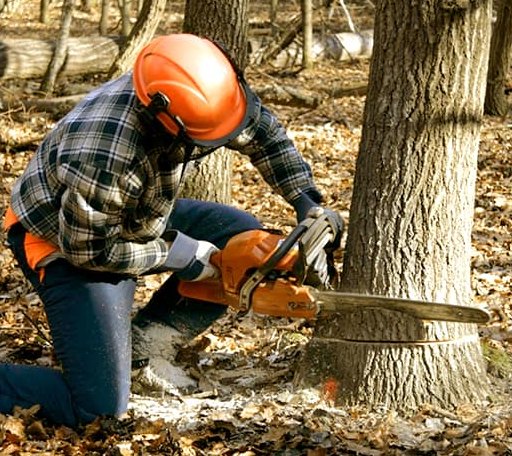 Tree Removal in Gilmanton Iron Works, NH